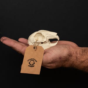 Réplica de cráneo de conejo de 8 cm: mandíbula fija, modelo óseo realista, exhibición de rarezas