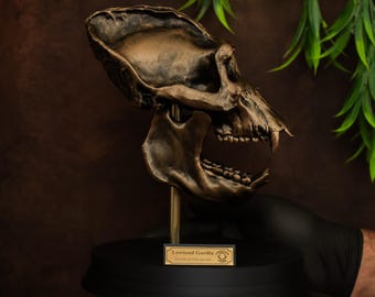 ゴリラの頭蓋骨のレプリカ（博物館品質） - Etsy 日本