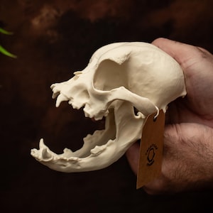 Réplica de cráneo de bulldog de tamaño natural con mandíbula separada, decoración realista de cráneo canino