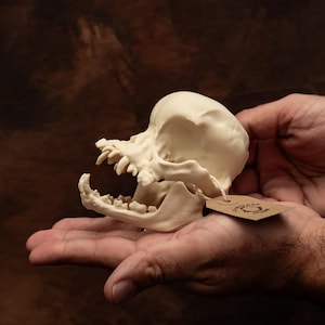 Pug skull replica lifesize dog skeleton anatomical model collectors piece