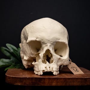 以下が含まれることがあります： オフホワイトの人間の頭蓋骨が、小さくて丸い木製のスツールの上に置かれています。 頭蓋骨には眼窩、鼻腔、歯が見えます。 緑の葉の植物と小さなタグが頭蓋骨の隣にあります。 背景は黒です。