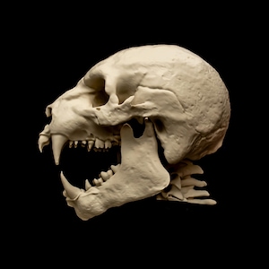 May include: A detailed, off-white animal skull with visible teeth and jawbone, set against a stark black background. The skull's open mouth reveals sharp canines and molars, showcasing its predatory nature. The image highlights the skull's intricate bone structure.
