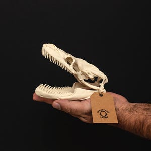 Python Skull Replica | 150mm Life-Size Model | Exclusive Anatomical Sculpt | Fixed Open Jaw