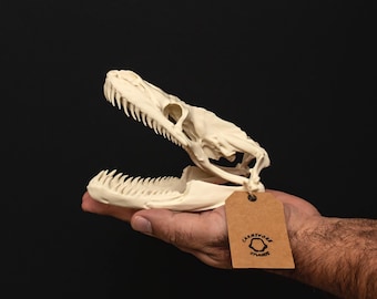 ヘビの頭蓋骨 ビティス・ガボニカ レプリカ レプリカ 博物館品質