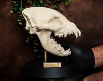 Spotted Hyena Skull Replica: Bone-Effect PLA+ Collectible, Museum Plinth