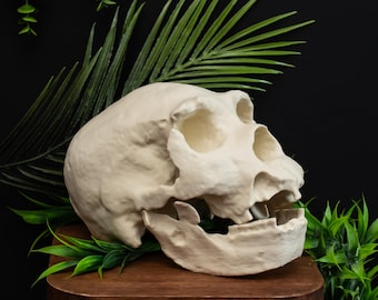 ホモ・ハイデルベルゲンシスの頭蓋骨レプリカ - Etsy 日本