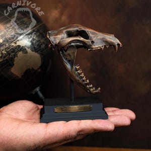 Thylacine Skull Replica 4 inch Bronze Effect 3D Printed Miniature Collectable on Stand