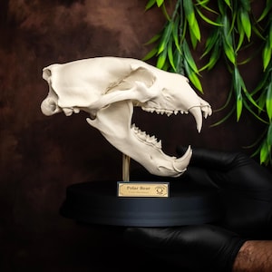 May include: A detailed, off-white polar bear skull replica, mounted on a black base with a gold-toned label that reads "Polar Bear". The skull's teeth are visible, and the background is a dark brown with green foliage.