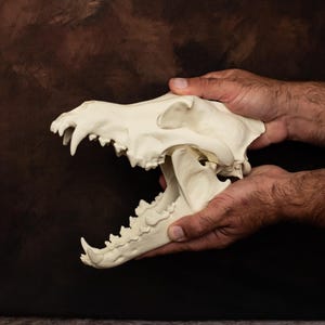 Wolf Skull Replica, Bone colour | Natural History & Gothic Decor