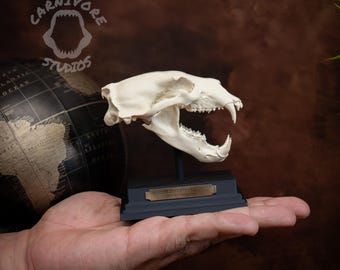 1:12th Scale Polar Bear Skull **unpainted** - Etsy