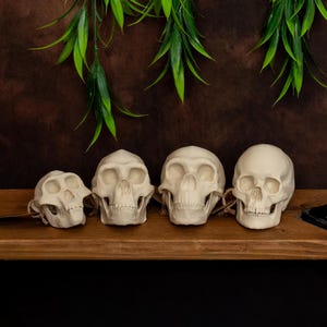 Human Evolution Skull Set | Scaled Anthropology Collection | Museum Replica | Science Decor | Educational Gift