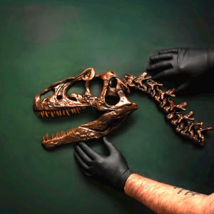 Puede incluir: Un cráneo y una columna vertebral de dinosaurio de color bronce se exhiben sobre un fondo verde oscuro. Los dientes del cráneo son visibles y la columna vertebral se extiende hacia la derecha. Manos con guantes negros se colocan alrededor del fósil.