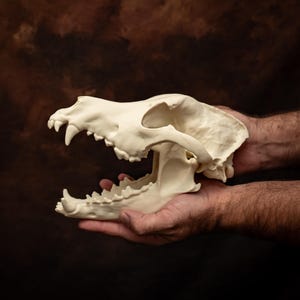 Life Size German Shepherd Skull Replica Separate Jaw Realistic Canine Skull Decor