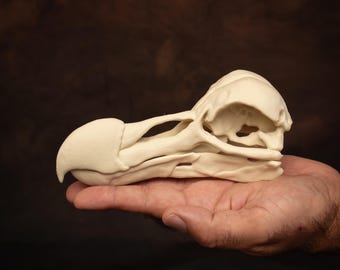 Dodo Skull Replica | Lifesize 7 Inches 2-part Kit | Most Realistic