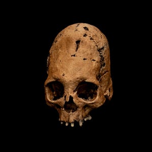 Human Skull Replica Peruvian Elongated Life Size Human Skull Curiosity Display