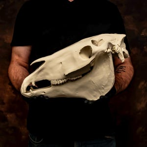 May include: A cream-coloured horse skull is held against a dark background. The skull is a detailed anatomical model, showcasing the teeth, eye sockets, and nasal cavity. The skull is held by a person wearing a black shirt.