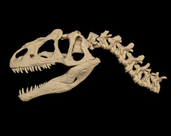 Allosaurus Skull Wall Mount Dinosaur Fossil Skeleton Decor Fossil Replica Art