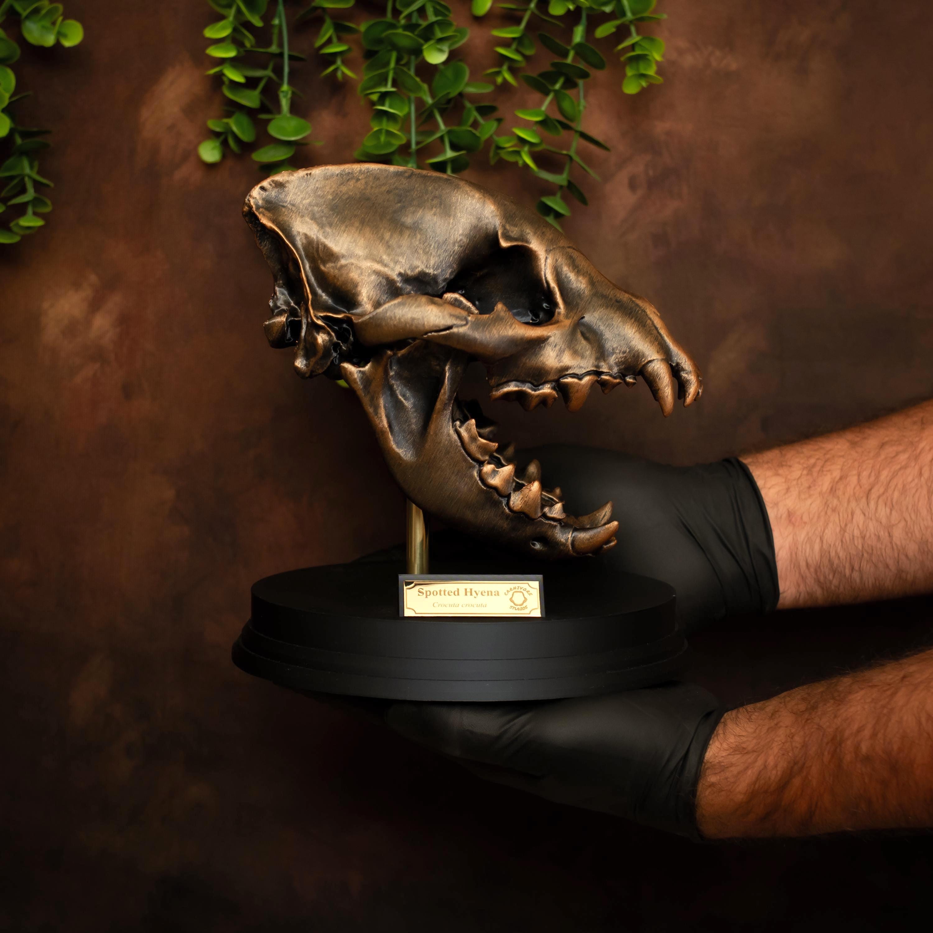Bronze Hyena Skull Replica: Museum-style Desk Decor, Handmade - Etsy