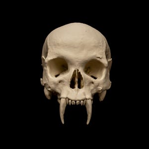 May include: A cream-coloured skull featuring prominent, elongated canine teeth extending downwards from the upper jaw. The skull displays hollow eye sockets, a nasal cavity, and a set of smaller teeth positioned between the two large fangs.