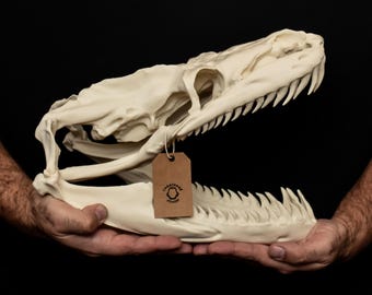 Titanoboa Skull Replica: Giant Snake Fossil Display Model (37-38cm)