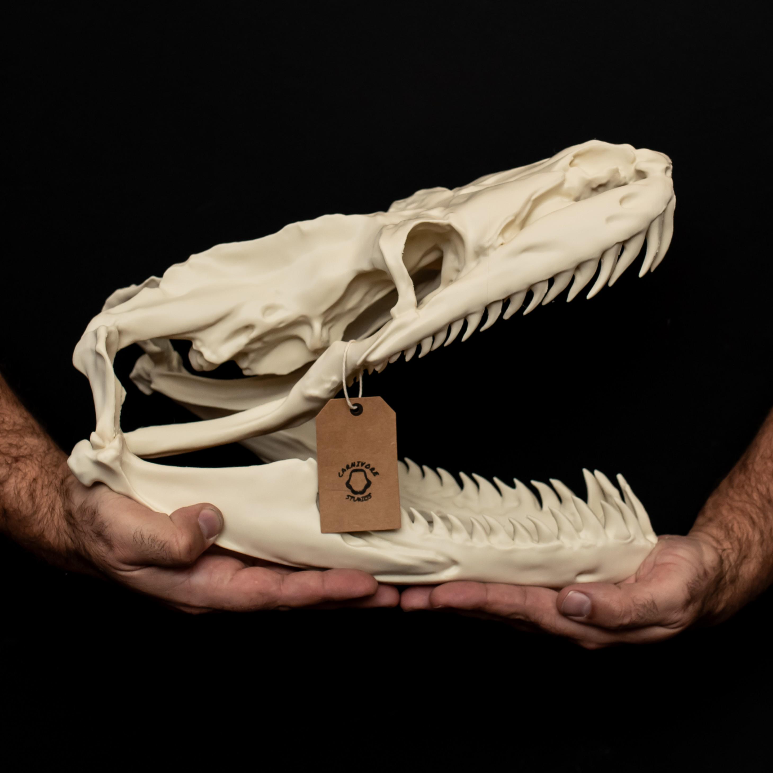 Titanoboa Skull Replica: Giant Snake Fossil Display Model (37-38cm