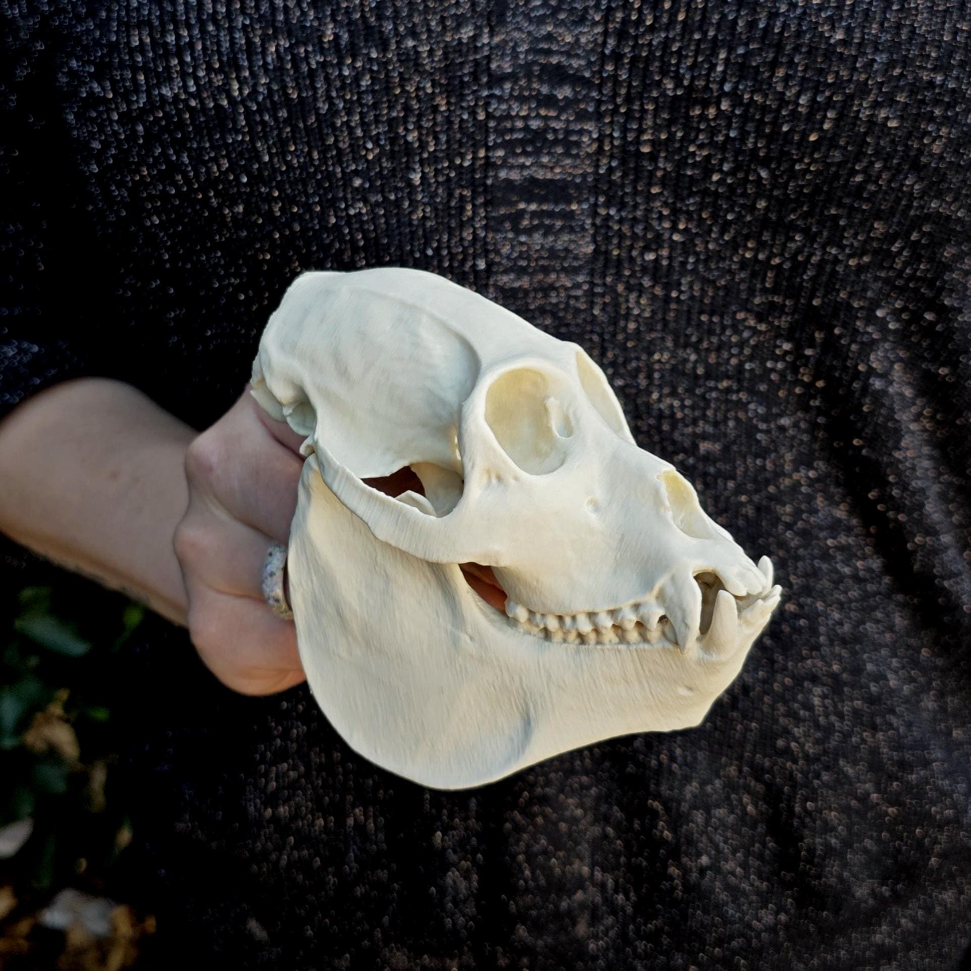 VALIEM MONSTAR MOUTH SKULL サイズL Howler Monkey Skull Replica – Life-size Museum Quality 3D Printed