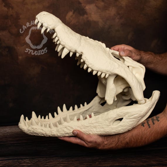 XL Nile Crocodile Skull Kit: 25