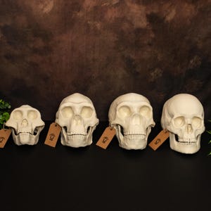 May include: Four white skull sculptures of different sizes are arranged on a black surface. Each skull has a unique shape and is accompanied by a brown tag. The background is a textured brown.