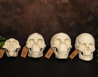 Human Skull Evolution Set – 4 Replica Skulls (Lucy to Modern Human)