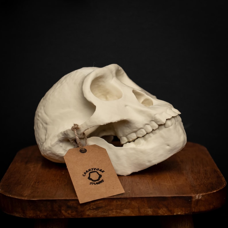 Australopithecus Afarensis Skull Replica Lucy Human Ancestor Evolution ...
