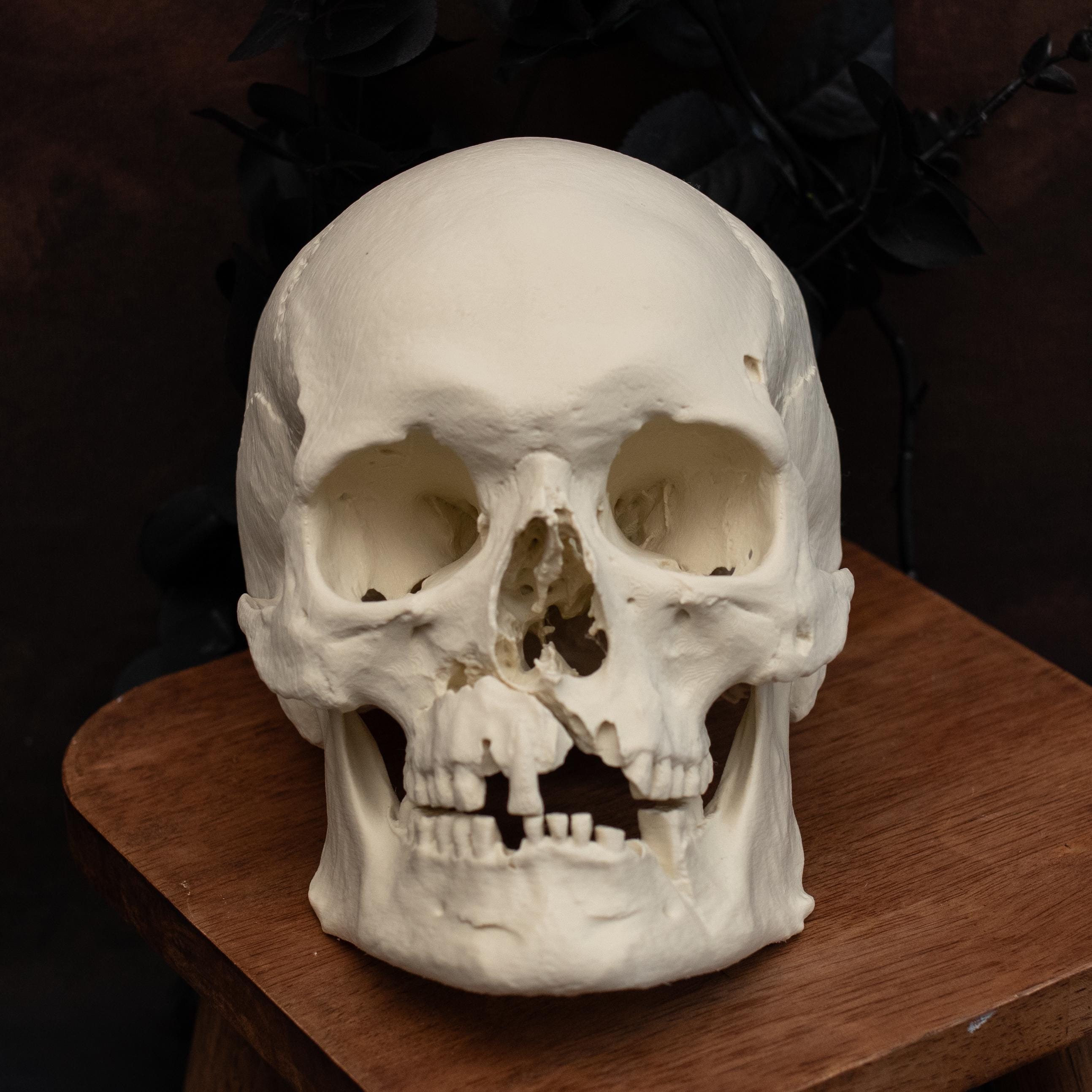 Life-size Human Warrior Skull Replica | Anatomical Model With