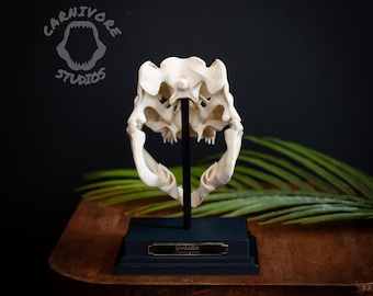 ゴジラスカル　Godzilla skull　ガレージキット　頭骨　頭蓋骨 Godzilla Skull Replica: 3D Printed Kaiju Fossil Collectible - Etsy
