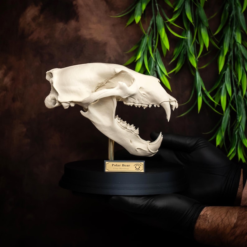 May include: A detailed, off-white polar bear skull replica, mounted on a black base with a gold-toned label that reads "Polar Bear". The skull's teeth are visible, and the background is a dark brown with green foliage.
