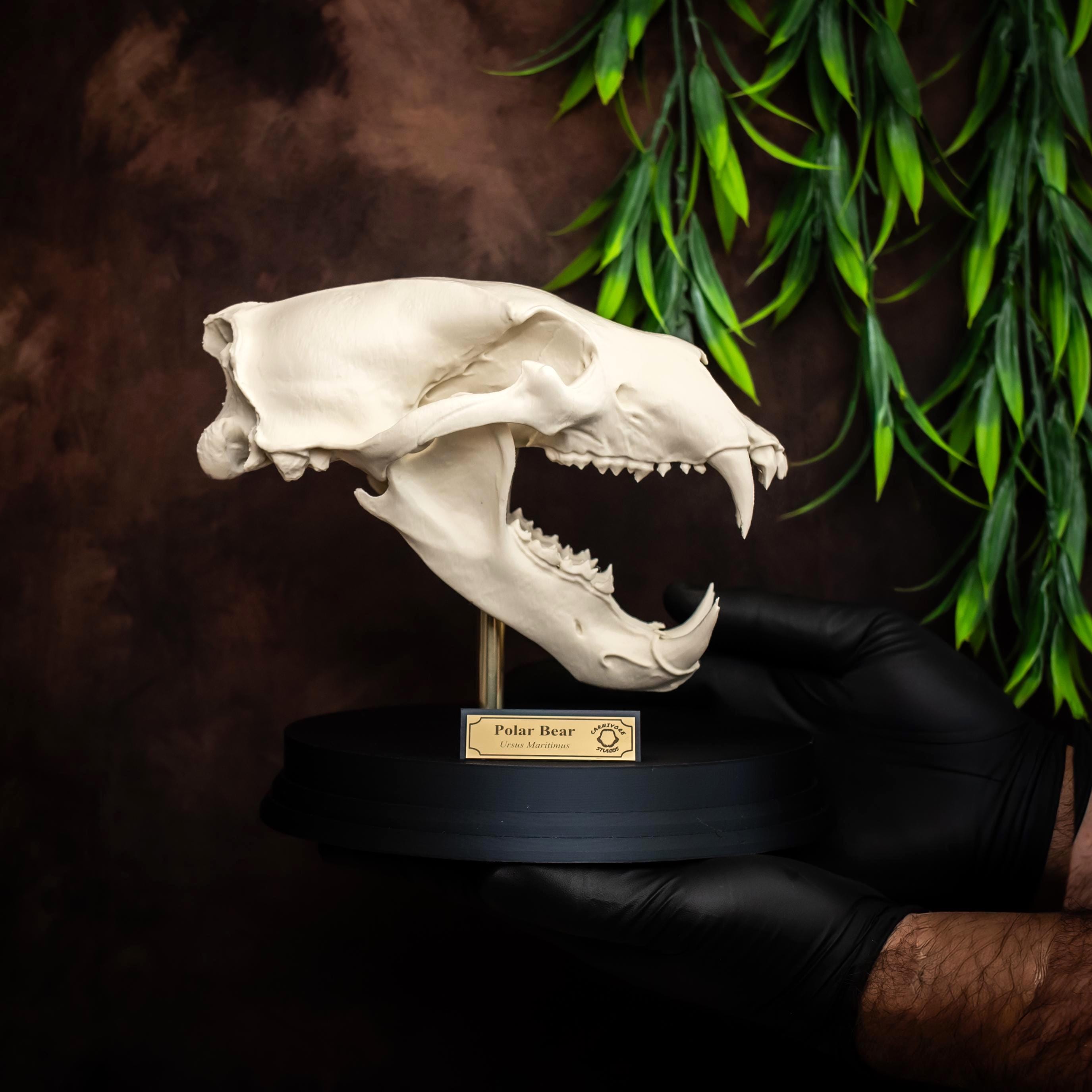 Polar Bear Skull Replica: Bone Effect, Museum Quality Arctic Decor