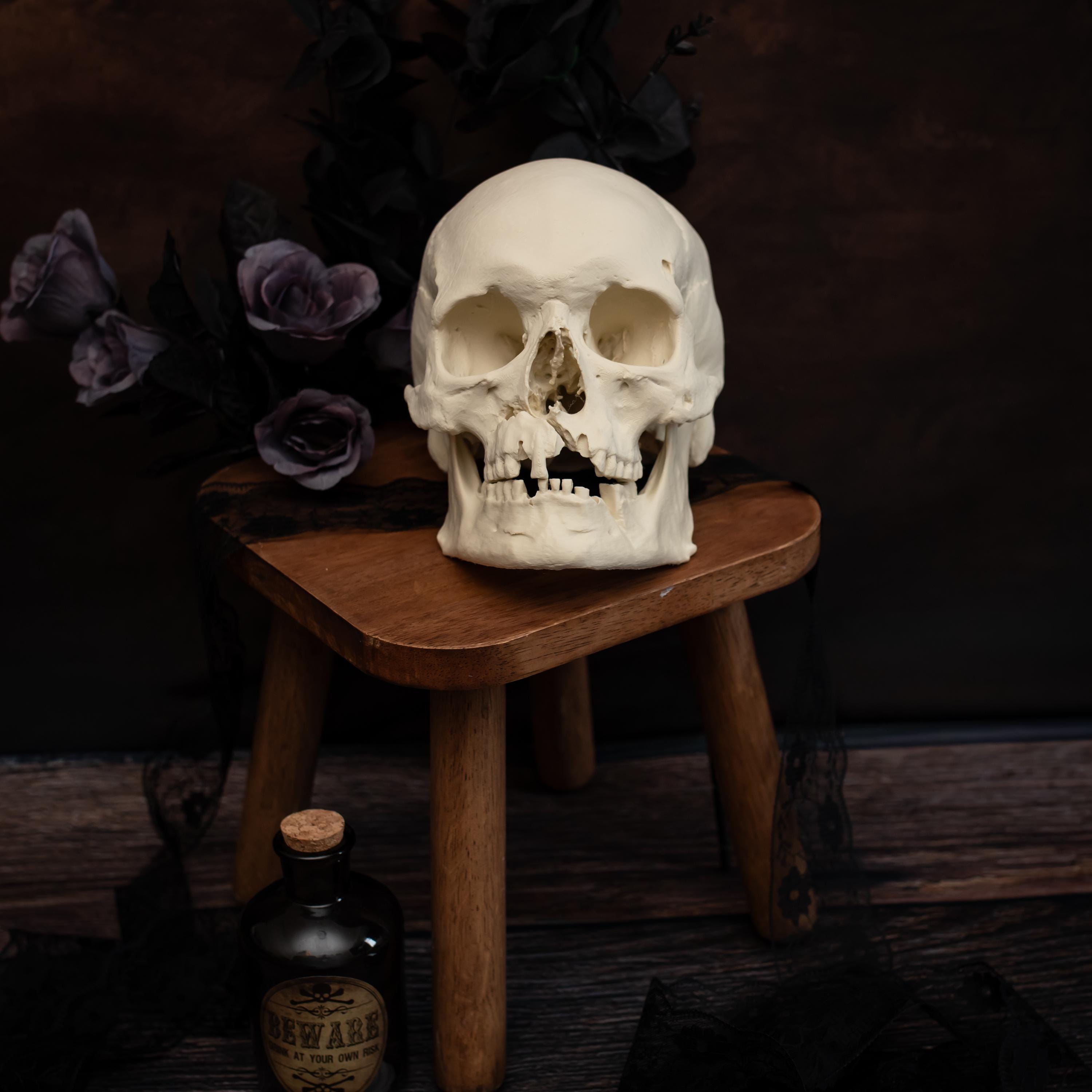 Life-size Human Warrior Skull Replica | Anatomical Model With