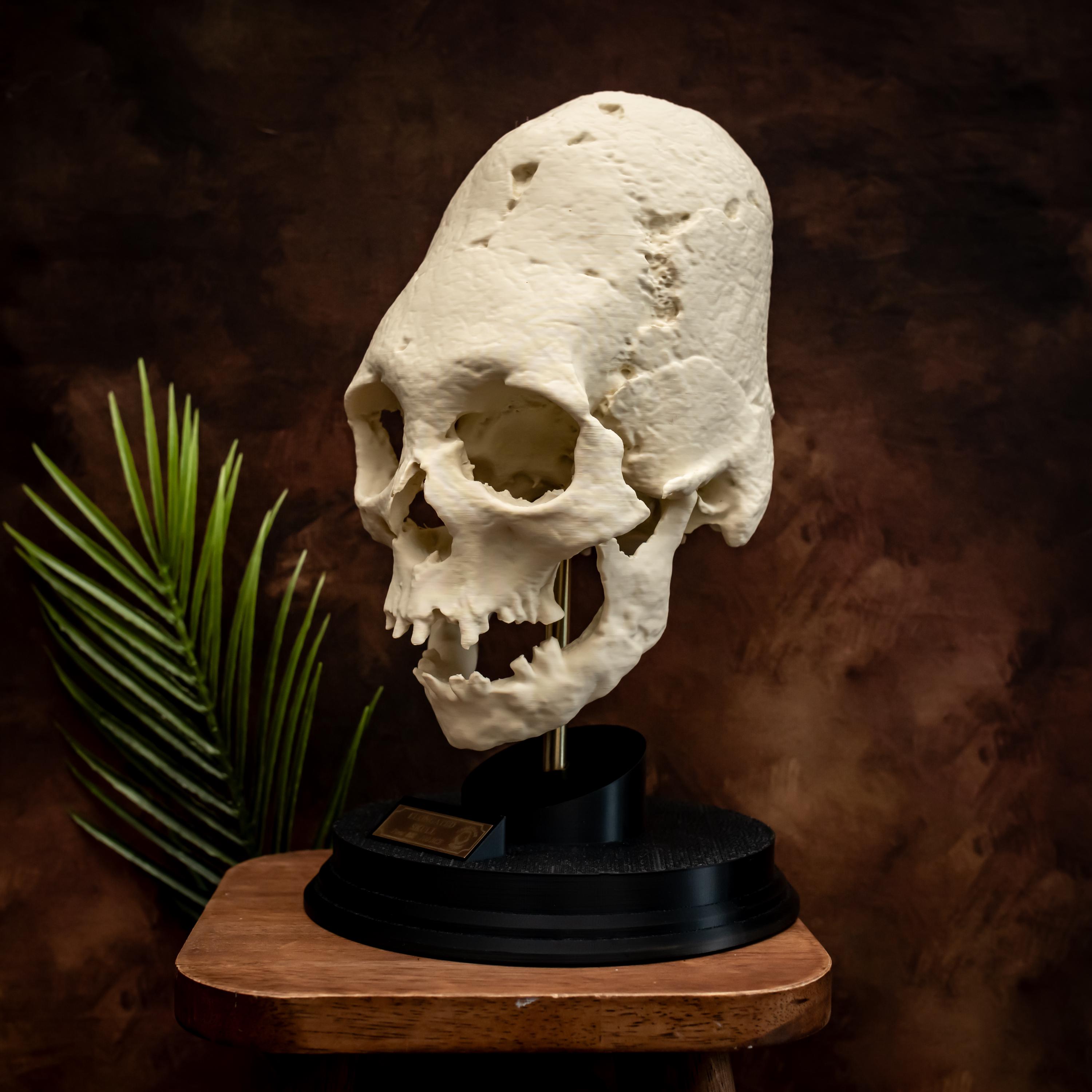 Human Skull Replica Elongated Peruvian Paracas Skull on Stand With
