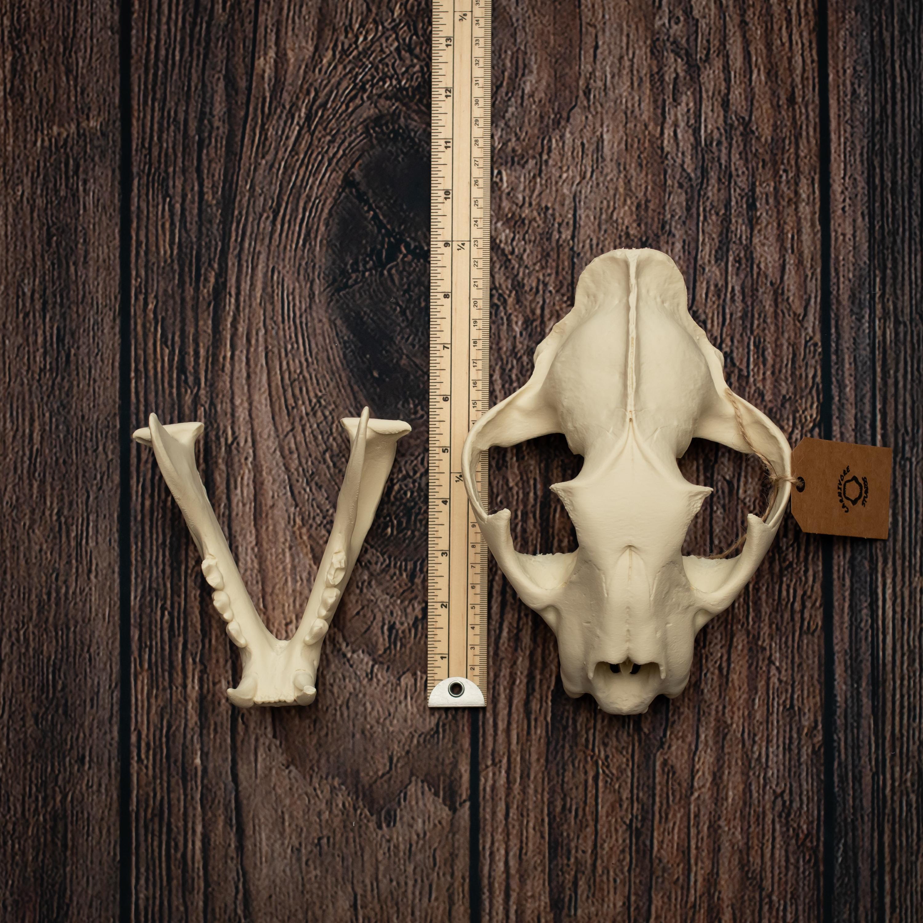 Cougar Skull Replica: Mountain Lion Anatomy Model, Oddities Decor 