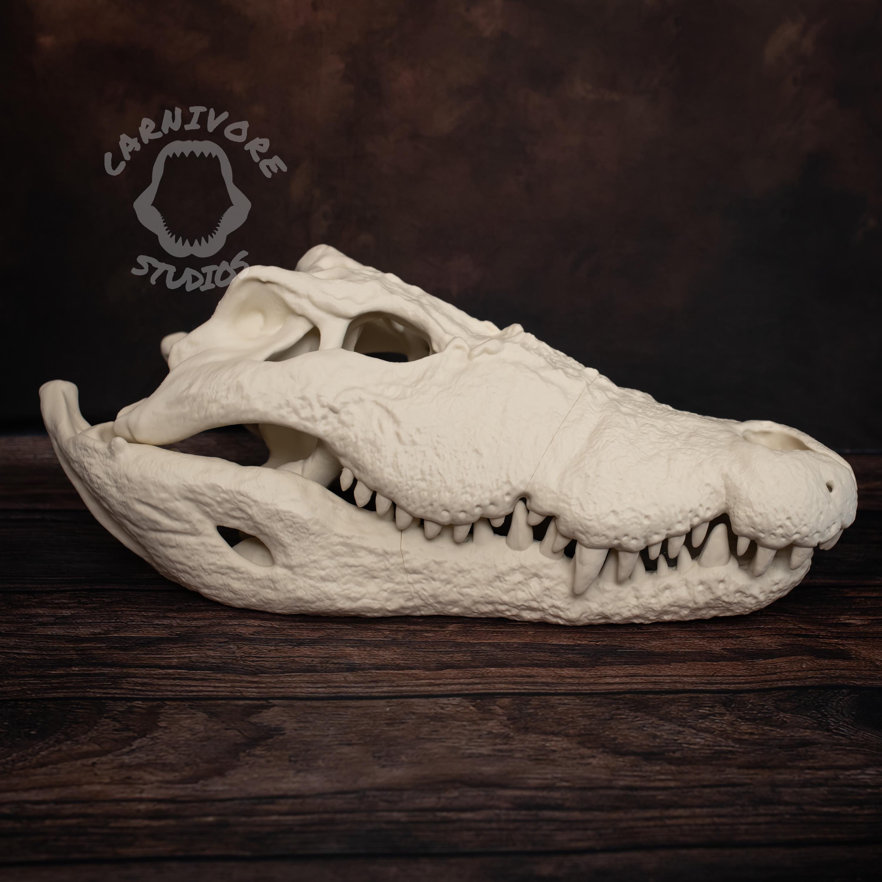 XL Nile Crocodile Skull Kit: 25