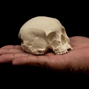 May include: A small, off-white, smooth-textured skull replica featuring a rounded cranium, defined eye sockets, a nasal cavity, and a set of small teeth. The object is presented in a side profile view, showcasing its anatomical structure.