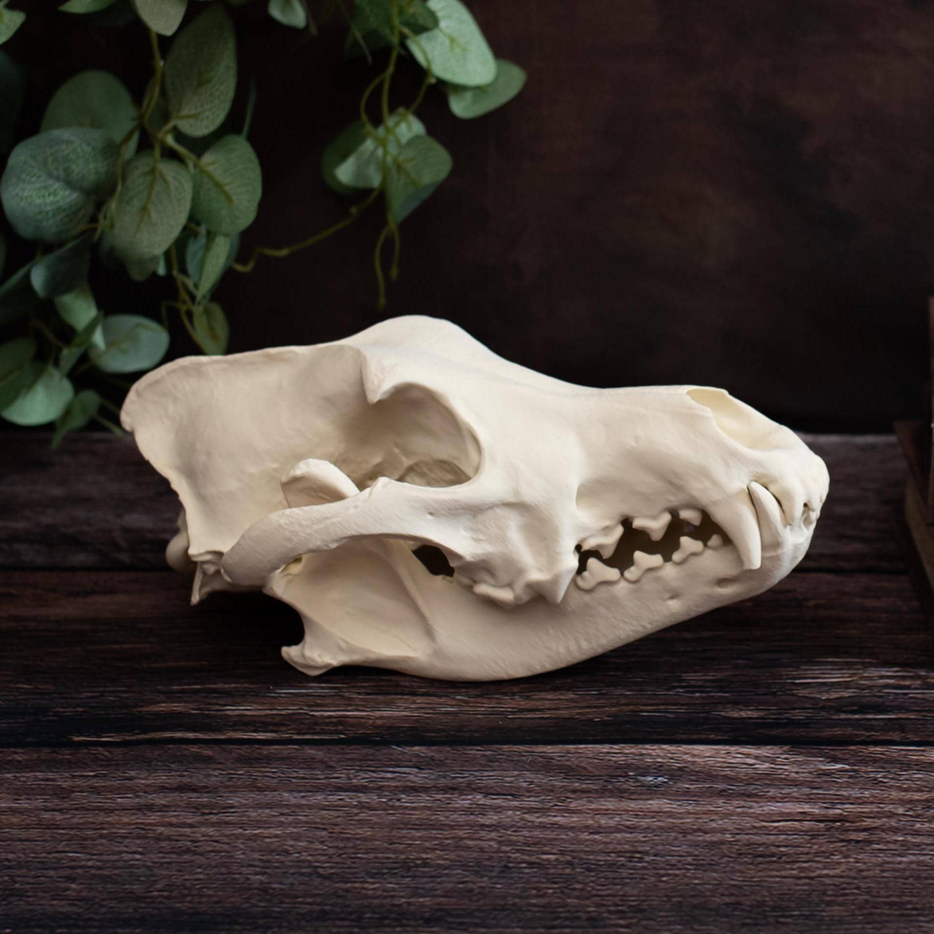 Alpha Wolf Skull Replica: Huge Lifesize Bone Display Museum