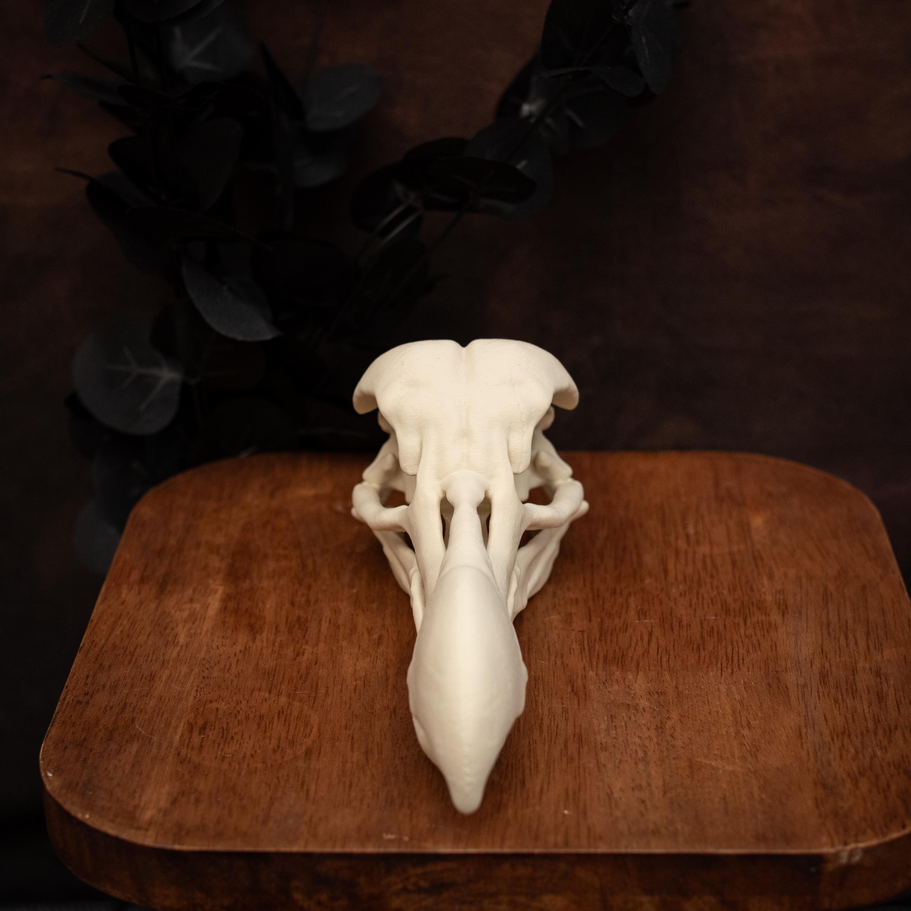 Dodo Skull Replica | Lifesize 7 Inches 2-part Kit | Most Realistic