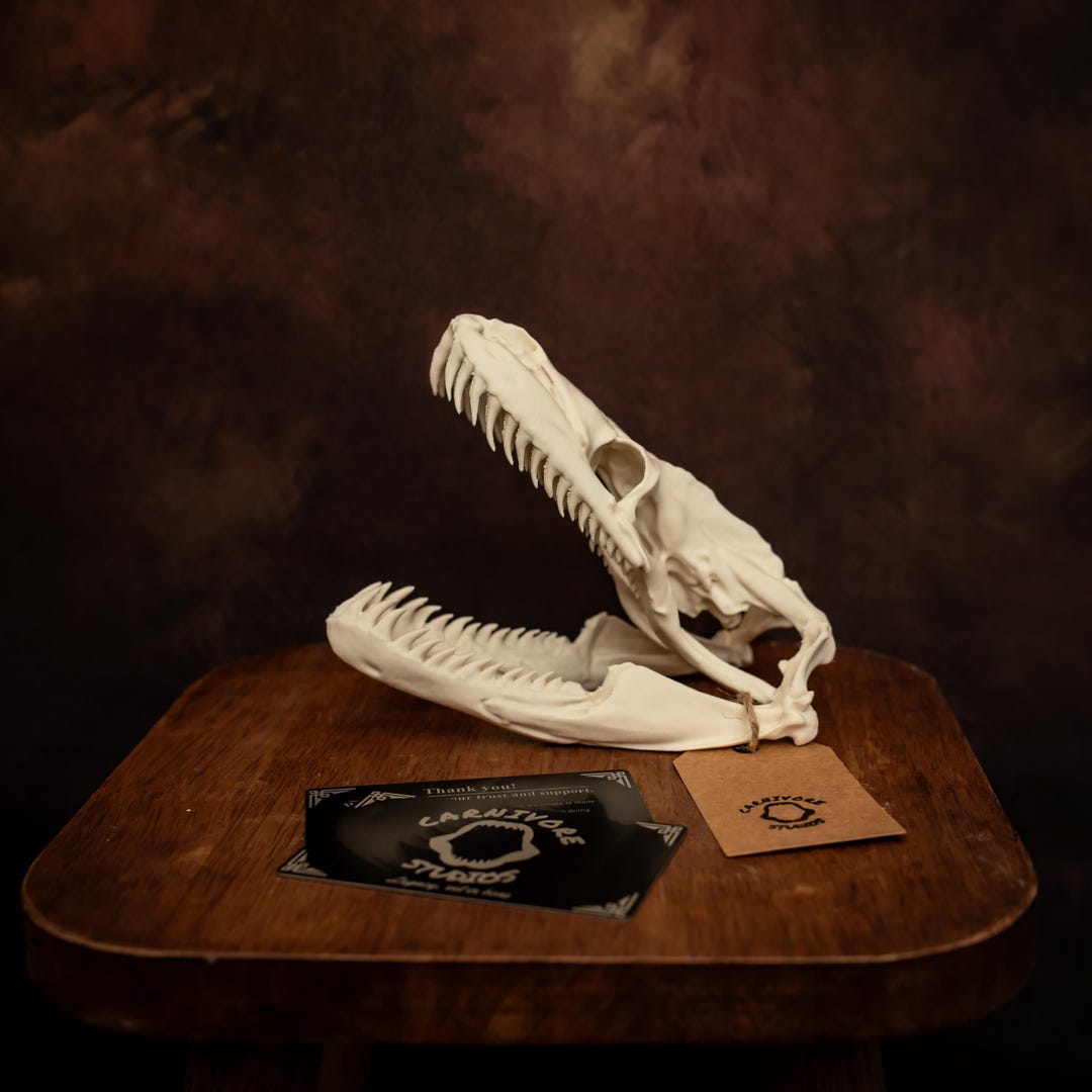 Python Skull Replica | 150mm Life-size Model | Exclusive Anatomical ...