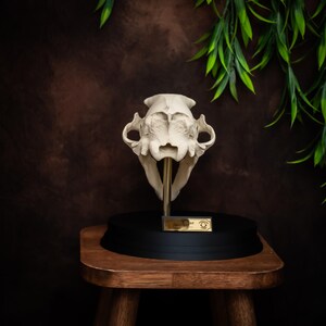 May include: A cream-colored cat skull replica displayed on a black base with a gold-colored stand. The skull is mounted on a wooden stool against a dark brown backdrop, with green foliage in the upper right corner.