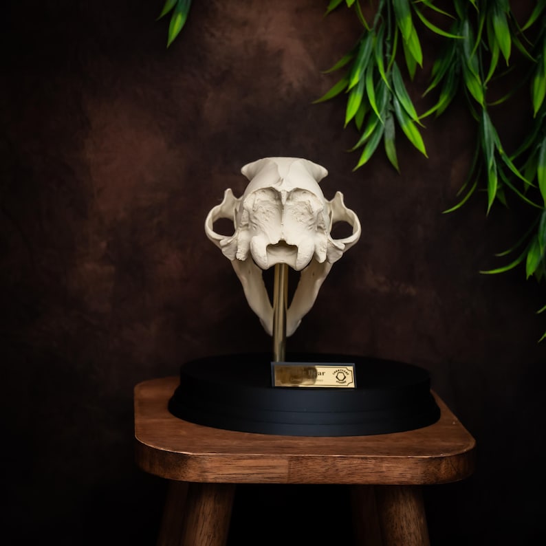 May include: A cream-colored cat skull replica displayed on a black base with a gold-colored stand. The skull is mounted on a wooden stool against a dark brown backdrop, with green foliage in the upper right corner.