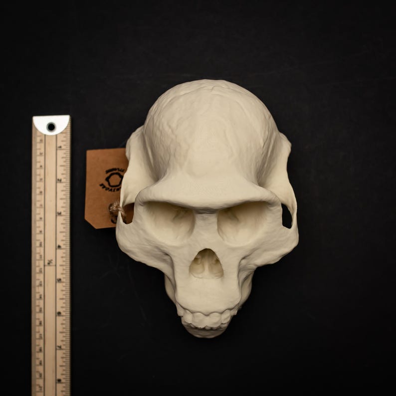 Australopithecus Afarensis Skull Replica Lucy Human Ancestor Evolution ...