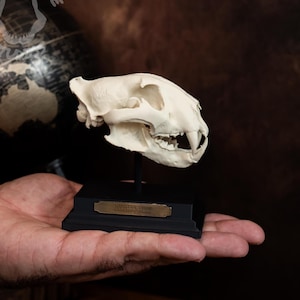 Siberian Tiger Skull Replica 3D Printed Miniature Collectable with Stand Plaque
