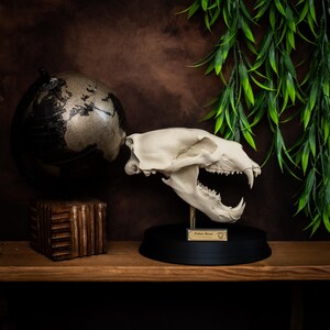 May include: A cream-colored polar bear skull replica with visible teeth, mounted on a black base. A small gold plaque reads "Polar Bear". A globe and a wooden block are on a wooden shelf. Green foliage hangs in the background.