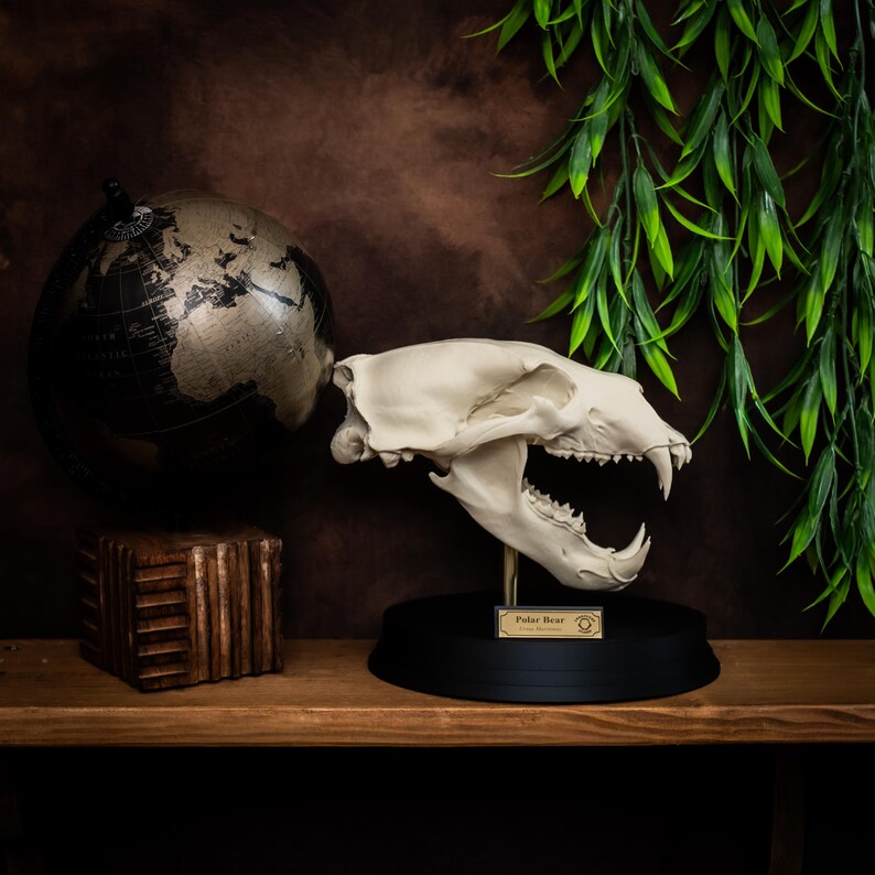 May include: A cream-colored polar bear skull replica with visible teeth, mounted on a black base. A small gold plaque reads "Polar Bear". A globe and a wooden block are on a wooden shelf. Green foliage hangs in the background.
