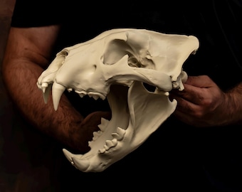 Réplica de cráneo de león, decoración de cráneo de felino de tamaño natural, rareza de taxidermia ética.