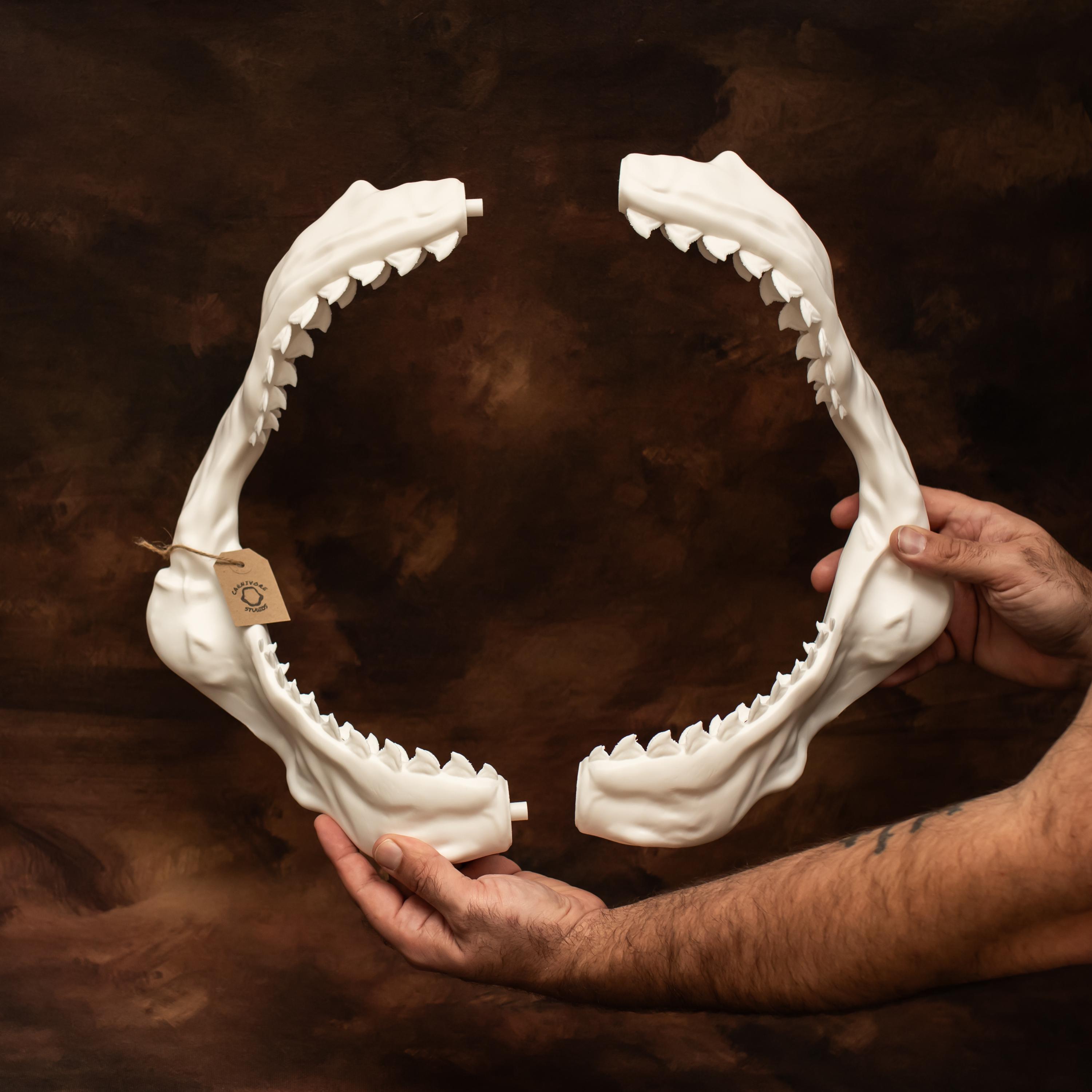 Tiger Shark Jaw 16 Inch Lifesize Replica Movie Prop Jaws - Etsy